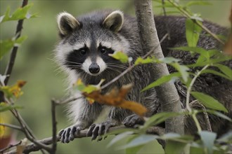 Raccoon (Procyon lotor) in a tree in autumn, Hesse, Germany, Europe