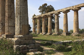 Metaponto, Metaponte, Doric hera temple, Tavole Palatine, Basilicata, Italy, Europe