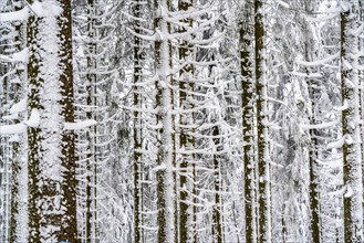 Snow-covered spruce trees, winter in Sauerland, Hochsauerlandkreis, at Kahler Asten, near