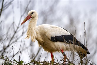 White storks, in the stork care centre Wesermarsch, near Berne, on the river Berne, up to 50 pairs