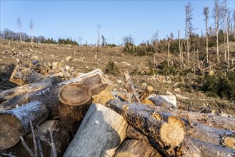 Cleared forest area north of the village of Hirschberg, Soest district, dead spruce stands were