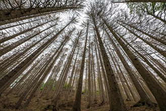 Forest dieback in the Arnsberg Forest nature park Park, over 70 per cent of the spruce trees are