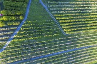 Apple farm near Lofthus at the Sörfjord, a branch of the Hardangerfjord, blomstering in May, drone