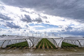 Agriculture, large areas with foil tunnels, for the cultivation of strawberries, wind farm, south