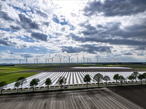 Agriculture, large areas with foil tunnel, for the cultivation of strawberries, freshly cultivated