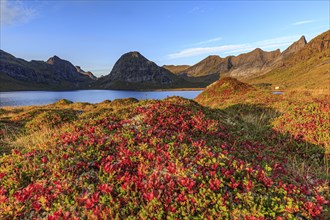 Autumn coloured tundra in front of fjord and steep mountains, morning light, autumn, Moskenesoya,