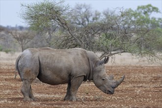 Southern white rhinoceros (Ceratotherium simum simum), adult male standing in dry grassland,