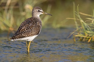 Wood sandpiper (Tringa glareola), Chevalier sylvain, AndarrÃ­os Bastardo, Raysut, Salalah, Sohar,