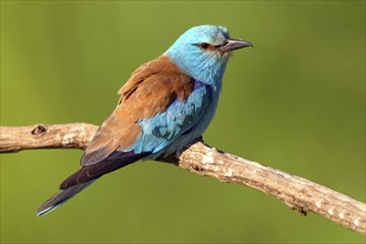 European roller (Coracias garrulus), on perch, Tower Hide, Tiszaalpar, Kiskunsagi National Park,