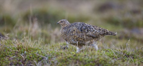 Rock ptarmigan, Svalbard Rock ptarmigan, Ptarmigan, (Lagopus mutus), Lagopus muta hyperbore),