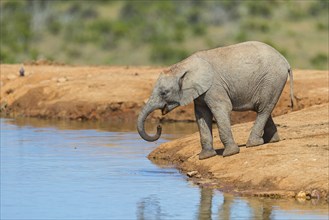 African elephant, (Loxodonta african), Addo Elephant National Park, Addo Camp, Western Cape, South