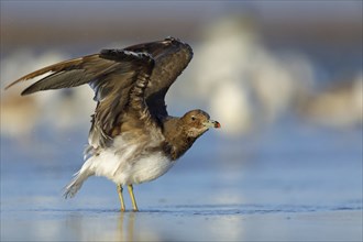 Hemprich's Gull, (Larus hemprichii), medium size, rusty brown, Raysut, Salalah, Dhofar, Oman, Asia