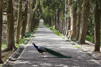 A peafowl (pavo) walks on a gravel path surrounded by tall cypress trees in a peaceful forest