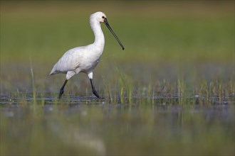 Spoonbill, (Platalea leucorodia), Floating Hide fixed, Tiszaalpar, Kiskunsagi National Park,