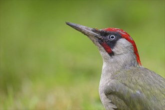 European green woodpecker (Picus viridis), Pic vert, Pito Real, Battenberg, Neuhofen,