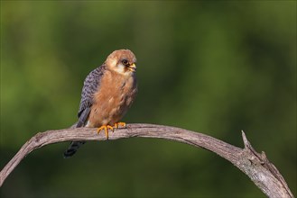 Red-footed Falcon, (Falco vespertinu), perching station, falcon family, Tower Hide, Tiszaalpar,