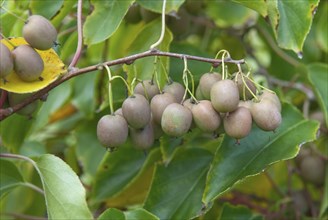 Mini-Kiwi (Actinidia arguta MAKIÂ®), Bundessortenamt Potsdam-Marquardt, Marquardt, 81