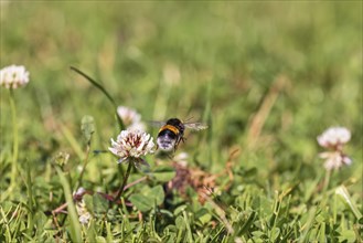 Buff-tailed bumblebee (Bombus terrestris) flying on a meadow with flowering white clover (Trifolium