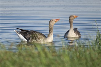 Swimming grey geese (Anser anser), Hauke-Haien-Koog nature reserve, North Friesland,