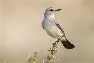 Blackstart, (Cercomela melanura), Grey Chat, Ayn Hamran, Salalah, Dhofar, Oman, Asia