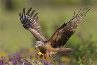 Black kite (Milvus migrans), flight photo, Hides De Calera / Steppe Raptors, Nussloch, Castilla La