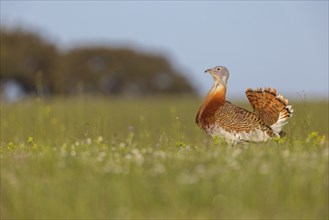 Great bustard (Otis tarda), Outarde barbue, Avutarda Comun, Spain, Toledo, Hides De Calera / Great