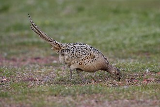 Pheasant (Phasianus colchicus), Faisan de Colchide, Faisan de chasse, Faisan Vulgar, Hen, Female,