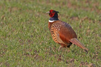 Pheasant (Phasianus colchicus), Faisan de Colchide, Faisan de chasse, Faisan Vulgar, Bad Dürkheim