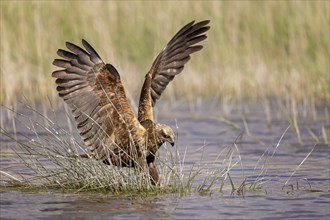 Western marsh-harrier (Circus aeruginosus) medium-sized bird of prey, female, hunting in reeds,