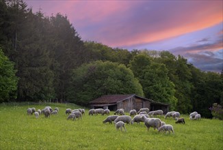 Sheep, flock of sheep, pasture, refuge, Römerstein, Swabian Alb biosphere reserve, twilight,