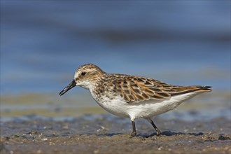 Little stint (Calidris minuta), Bécasseau minute, Correlimos Menudo, Kalloni Salt Pans, Lesvos,