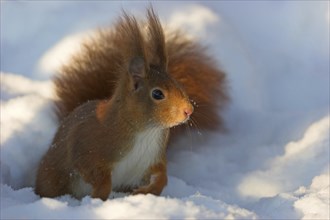 Eurasian red squirrel (Sciurus vulgaris), sitting in the snow, winter, Bad Dürkheim district,