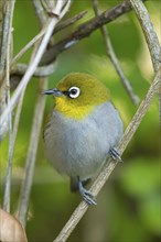 Cape white-eye (Zosterops virens), Garden Route National Park, Wilderness Section, Wilderness,