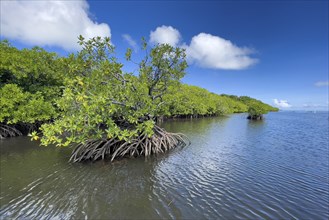 Stilt mangrove (Rhizophora stylosa) stands in lagoon of island in Western Pacific, Pacific Ocean,