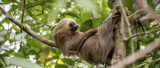 Hoffmann's two-toed sloth (Choloepus hoffmanni) on a branch, Cahuita National Park, Costa Rica,