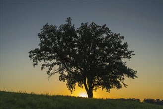 Old English oak (Quercus robur), Swabian Alb, Baden-Württemberg, Germany, Europe