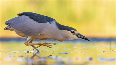 Black crowned night heron (Nycticorax nycticorax) hunting, fishing, sunrise, shallow water zone,