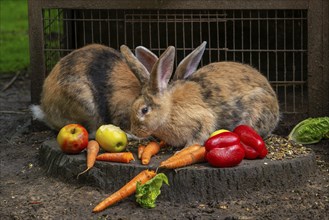 Continental giant, German giant, Flemish giant, very large breed of domestic rabbit eating carrots,