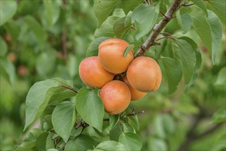 Apricot (Prunus armeniaca 'Harlayne'), Bundessorteamt, Marquardt testing centre, Marquardt,