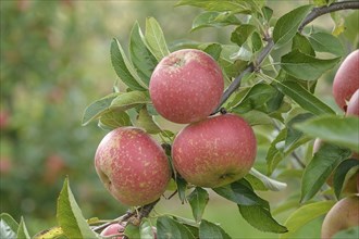 Apple (Malus domestica 'Margol'), Bundessortenamt Prüfstelle Wurzen, Wurzen, Saxony, Germany,