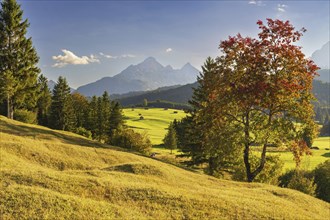 Hummock meadows between Mittenwald and Krün, Werdenfelser Land, with the Wetterstein Mountains