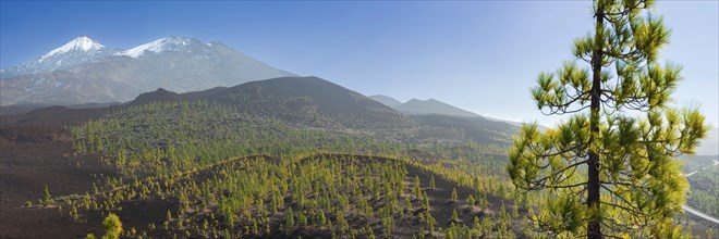 Canary Island pines (Pinus canariensis), Mirador de Chio, Teide National Park, Tenerife, Canary