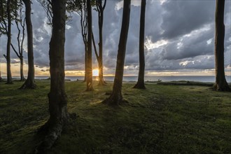 Beech forest (Fagus sylvatica), Ghost Forest Nienhagen, Mecklenburg-Western Pomerania, Germany,