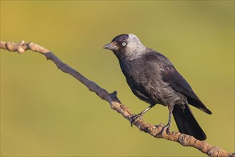 Western jackdaw (Corvus monedula), Choucas des tours, Grajilla Comun, Grajilla, Texel, Villafranca