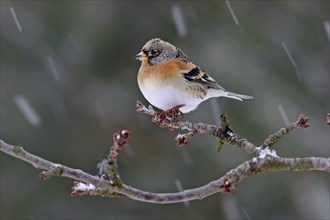 Brambling (Fringilla montifringilla), winter, snow, foraging, Battenberg, Rhineland-Palatinate,