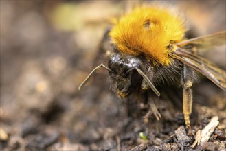 An orange-black bumblebee (Bombus) sits on the ground in a close-up, Ternitz, Lower Austria,