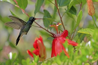 Broad-billed hummingbird (Cynanthus latirostris), adult, male, flying, on flower, foraging, Sonoran