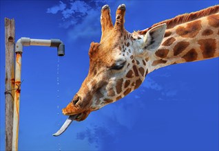 Symbolic photo, giraffe drinks drops from the tap, water shortage, drought, climate change, lack of