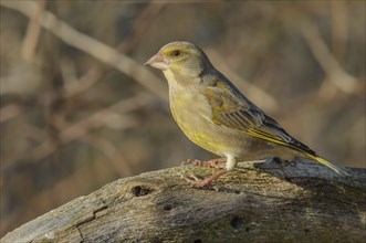 European greenfinch (Carduelis chloris) sitting in the forest. Bas Rhin, Alsace, France, Europe