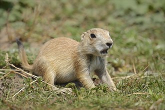 Black-tailed prairie dog (Cynomys ludovicianus), juvenile, captive, occurrence in North America